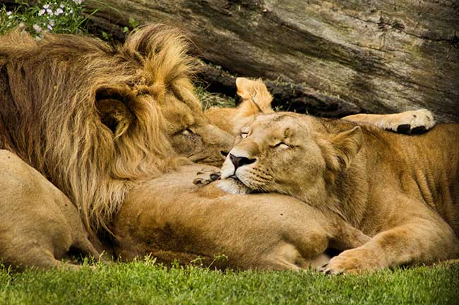 aslan